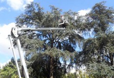 Potatura-Scuola-S.Anna--cedri